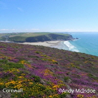 Clifftop flowers Cornwall Clifftop flowers Cornwall