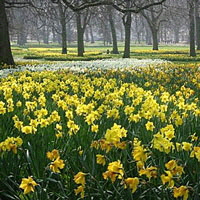 Daffodils Daffodils